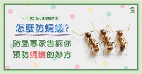 家中大螞蟻|怎麼防螞蟻？螞蟻大軍怕什麼？居家螞蟻防治專家告訴。